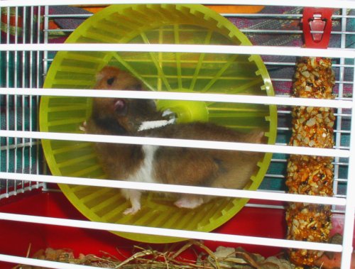 Fluffy in his hamster wheel