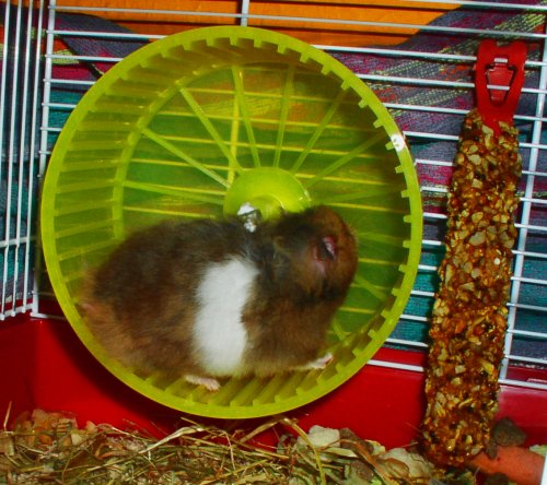 Fluffy in his wheel, avoiding the flash