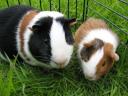 Guinea Pigs